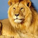 cropped-lion.jpg